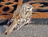 Bird On The Porch_DSCF01282